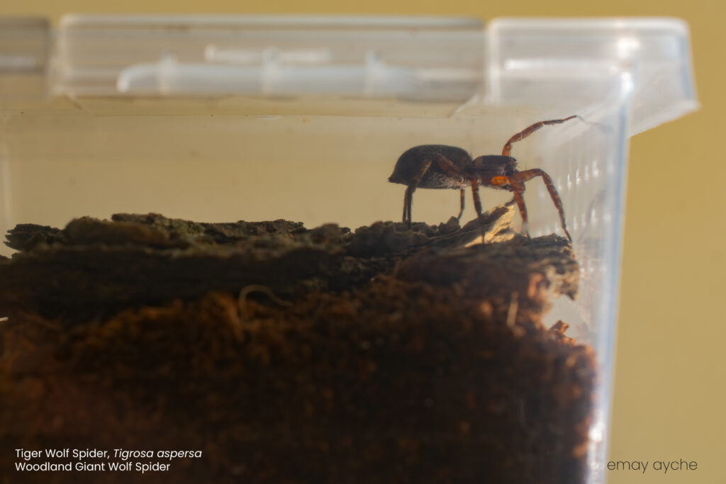 Tiger Wolf Spider
